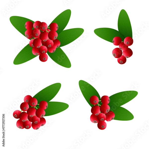 Fototapeta Buffaloberry Branch with Red Berries