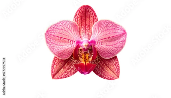 Obraz Close-up of a vibrant pink and red orchid blossom against a black background