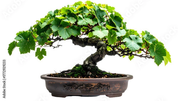 Obraz Bonsai tree, leaves of bright green, branches curved, planted in a decorative pot