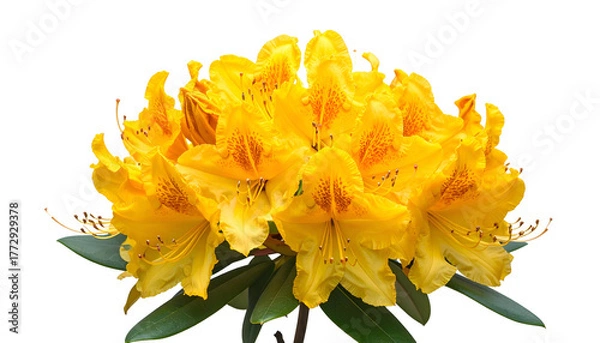 Obraz A vibrant cluster of sunny yellow rhododendron flowers in full bloom