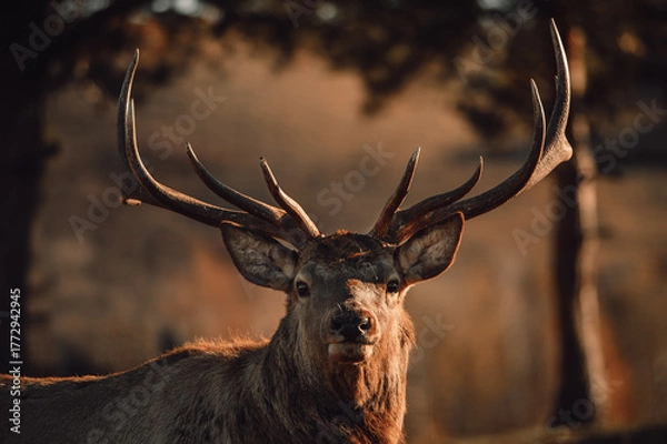 Fototapeta red deer stag