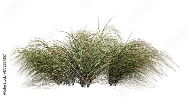 Fototapeta 3d render of a grass field of Anemanthele lessoniana, isolated over transparent background, PNG cut-out