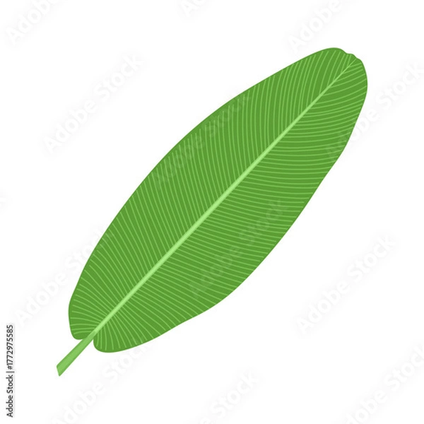 Obraz Banana leaf, tropical green plant. Exotic greenery, large big long foliage isolated on white background. Botanical floral design element. Fresh leafage banan in cartoon style. Flat vector illustration