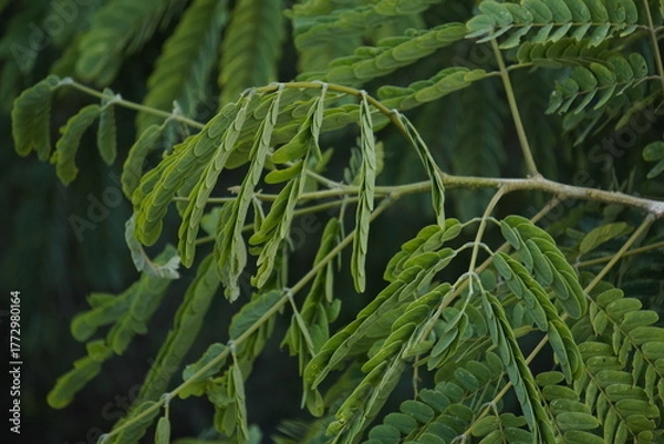 Fototapeta Gulmohar plant, known for its vibrant red-orange blossoms, adds tropical beauty, shade, and ornamental charm to gardens and landscapes