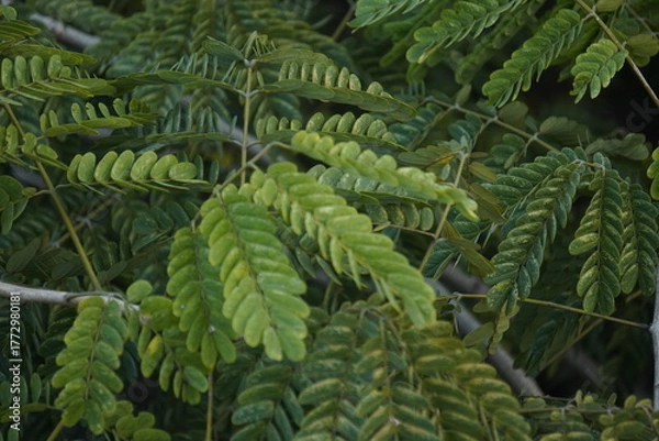 Fototapeta Gulmohar plant, known for its vibrant red-orange blossoms, adds tropical beauty, shade, and ornamental charm to gardens and landscapes