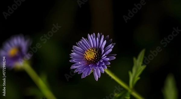 Obraz Purple Aster Flower Close-Up with Yellow Center on Dark Background