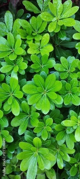 Obraz Fresh macro of glossy green rosette leaf with dew drop on vibrant shrub foliage. Natural texture creates calm wellness mood, perfect for eco packaging, banner, poster, website hero, nature branding ad