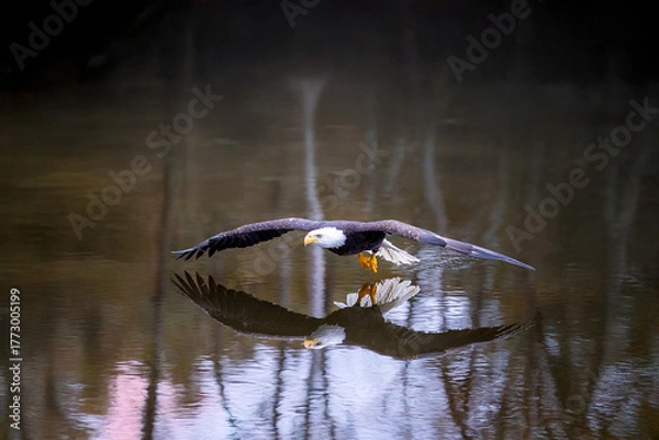 Fototapeta A flying bald eagle over a pond