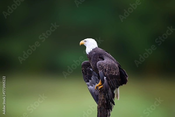 Fototapeta Close up of a bald eagle