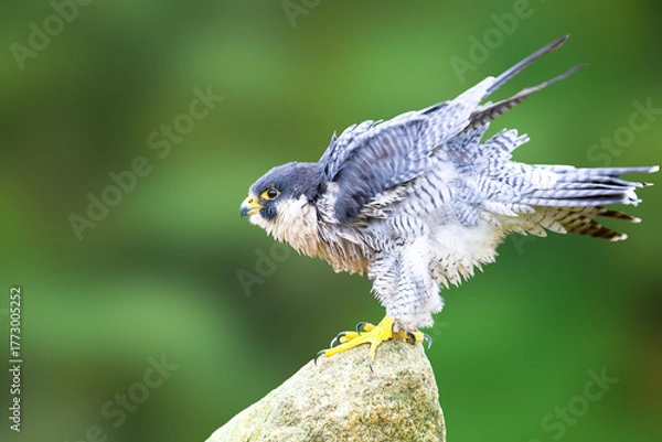 Fototapeta close of a peregrine hawk