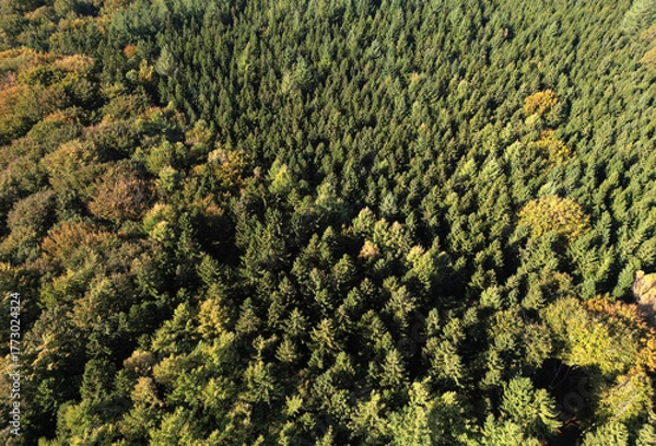 Fototapeta Luftaufnahme eines Mischwaldes