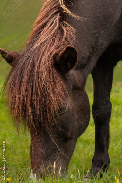 Fototapeta Horses grazing on lush grass in a peaceful countryside scene.