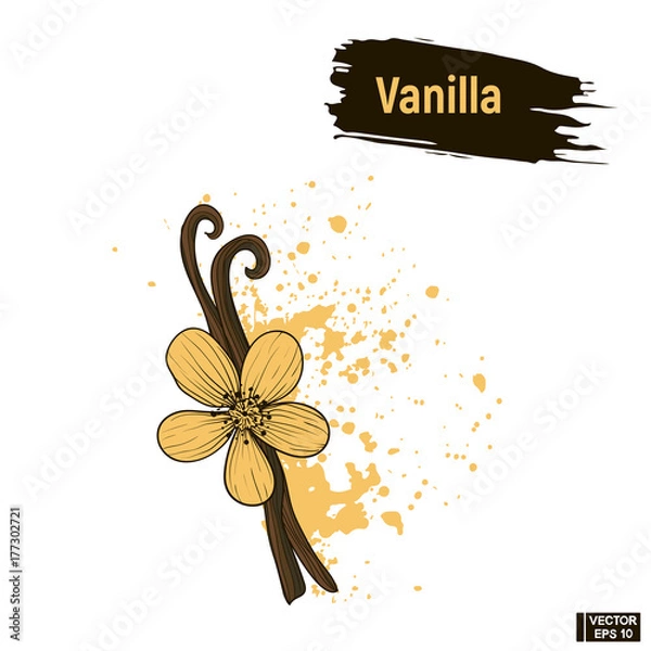 Fototapeta Colored image vanilla sketch