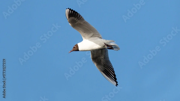 Obraz seagull in flight