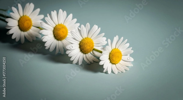 Fototapeta Four daisy flowers with white petal and yellow center are lined up on a blue surface, symbolizing freshness and simplicity, great for spring themes