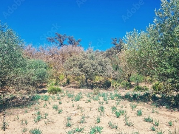 Fototapeta A landscape in a semi-arid region with green plants and trees under a clear blue sky