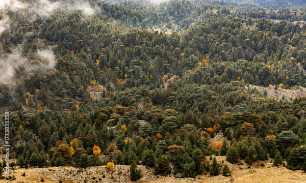 Fototapeta Dense forest landscape on a mountainside in autumn