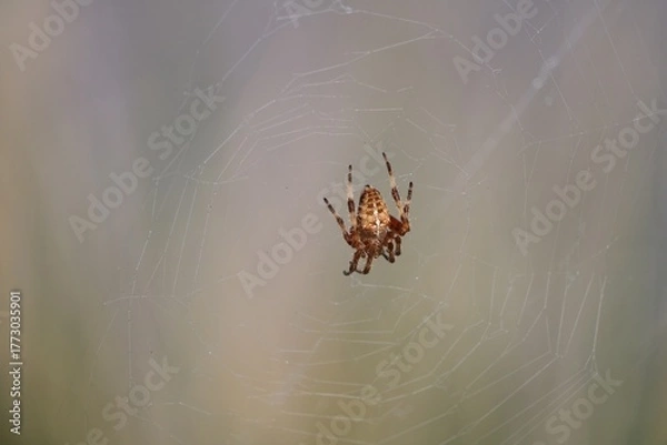 Obraz Epeire diadème