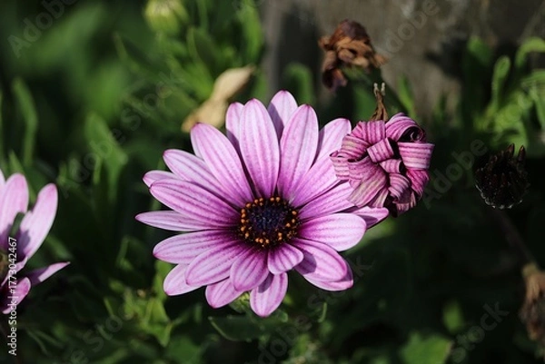 Fototapeta Dimorphotheca