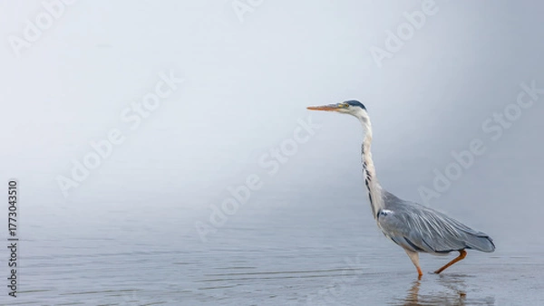 Fototapeta A solitary grey heron (Ardea cinerea) carefully stalking its prey in a calm, glass-like lake setting. The minimalist composition emphasises the elegant form of the bird, muted tones of grey and blue