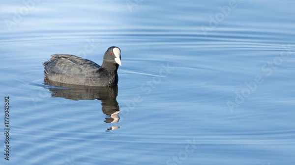 Obraz A solitary coot (Eurasian Coot) glides smoothly across a calm blue lake, leaving gentle ripples in its wake and presenting a broad area of clear water ideal for text or design overlays. 