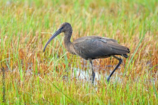 Fototapeta Brauner Sichler