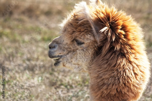 Fototapeta Alpaca Portrait