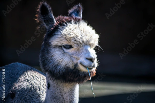 Fototapeta Alpaca chewing grass