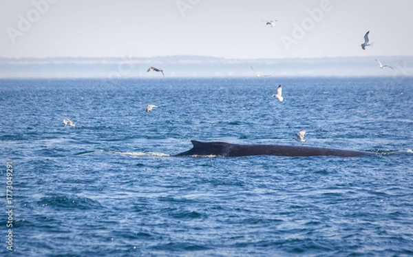 Fototapeta Humpback Whale Passing By
