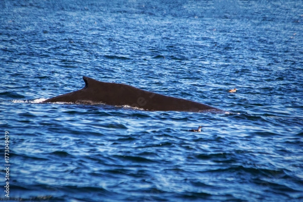 Fototapeta Humpback Profile