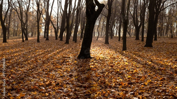 Fototapeta Morning mystical light through the trees