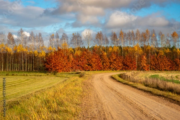 Obraz Curved country dirt road leading through autumn fields and colorful birch trees with red and yellow foliage under a cloudy blue sky.