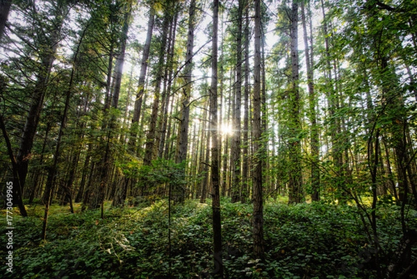 Fototapeta Sunlight in tall trees