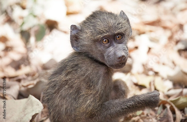 Obraz Baby baboon