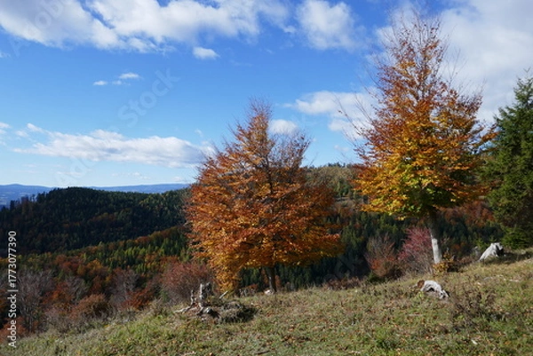 Fototapeta Autumn landscape . Herbstlandschaft