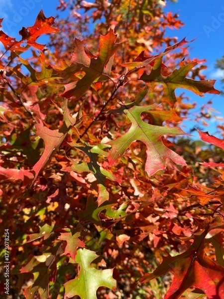 Obraz red autumn leaves