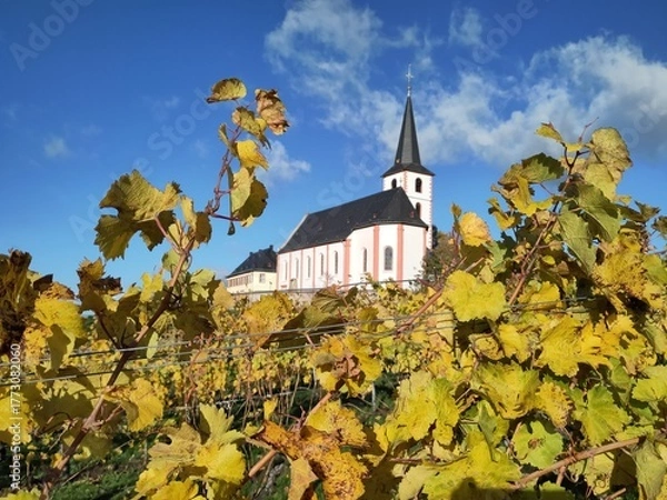 Fototapeta Weinberg mit der Kirche St. Peter und Paul in Hochheim an einem sonnigen Herbsttag