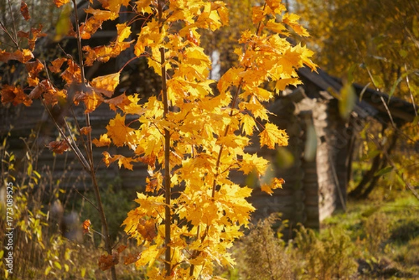 Fototapeta Maple tree branch with leaves in autumn