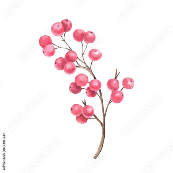 Obraz A winter branch with red berries. Hand-painted watercolor illustration. Isolated element on a white background. For Christmas designs, invitational and greeting cards, posters, prints.