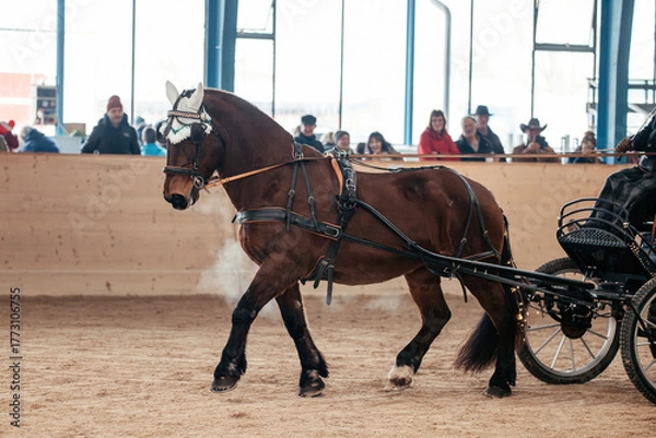 Fototapeta Kutschpferd