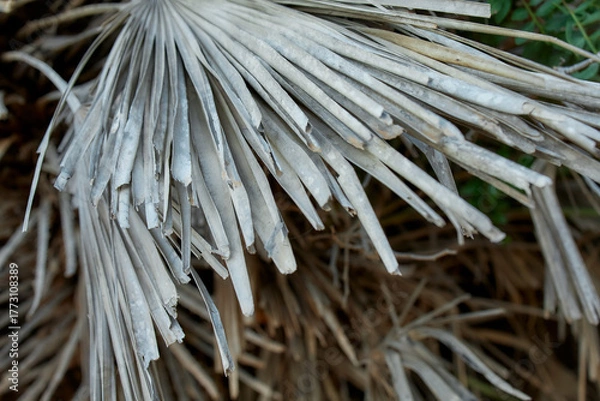 Fototapeta Dry palm leaves close-up showing natural texture and pattern