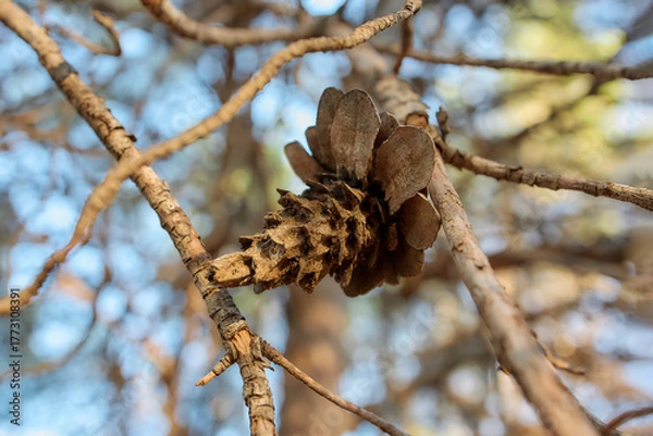 Fototapeta Pine cone on dry branch in sunlight, Mediterranean forest
