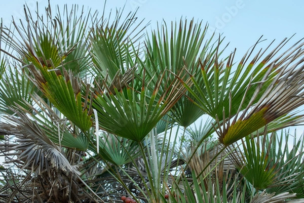 Obraz Green palm leaves under clear summer sky
