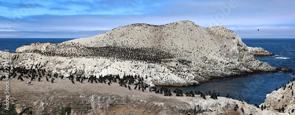 Fototapeta Panoramic view of Bird Island in the Point Lobos State Park, California.	