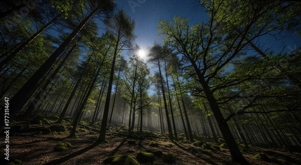 Fototapeta Enchanting Night Forest Scene with Tall Trees, Mossy Rocks, and Ethereal Mist Under a Luminous Moon and Starry Sky