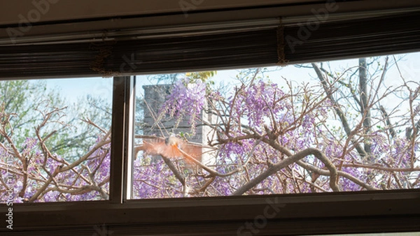 Fototapeta Bird flying onto the window in a spring morning