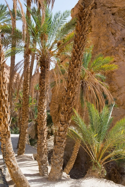 Fototapeta Walking path at Chebika oasis. Tunisia