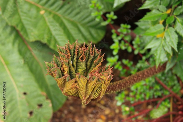 Fototapeta Leaf closed