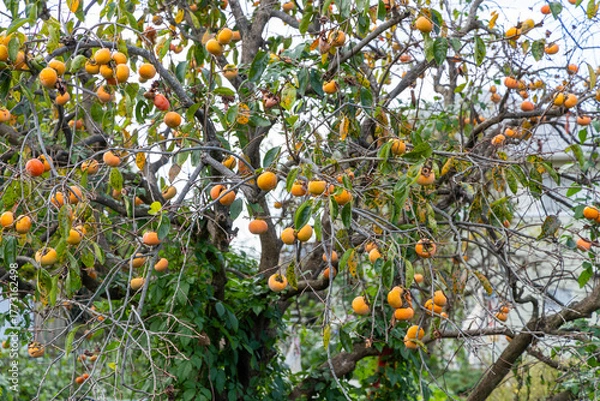 Fototapeta 熟したまま放置された柿