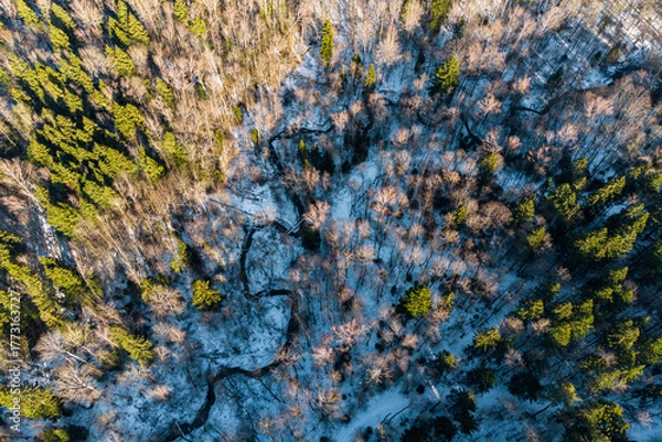 Fototapeta Aerial view of a frosty forest landscape. A meandering creek weaves through snow-dusted woods, showcasing bare trees and lush green evergreens